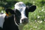 <img150*0:stuff/z/169023/Cows%2520Go%2520Mooo/i1279752516_39.jpg>