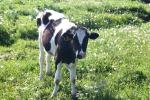 <img150*0:stuff/z/169023/Cows%2520Go%2520Mooo/i1279752516_40.jpg>