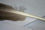 <img150*0:stuff/z/169023/Feather%2520Reference%2520Photos/i1279903431_4.jpg>