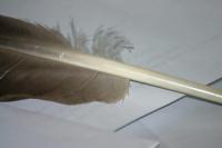 <img200*0:stuff/z/169023/Feather%2520Reference%2520Photos/i1279903431_4.jpg>