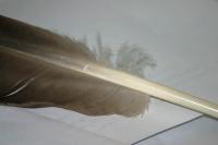 <img200*0:stuff/z/169023/Feather%2520Reference%2520Photos/i1279903432_10.jpg>