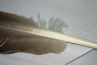 <img200*0:stuff/z/169023/Feather%2520Reference%2520Photos/i1279903432_15.jpg>