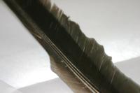 <img200*0:stuff/z/169023/Feather%2520Reference%2520Photos/i1279903432_16.jpg>