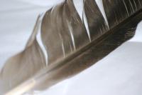 <img200*0:stuff/z/169023/Feather%2520Reference%2520Photos/i1279903432_18.jpg>