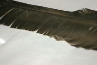 <img200*0:stuff/z/169023/Feather%2520Reference%2520Photos/i1279903433_24.jpg>