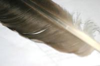 <img200*0:stuff/z/169023/Feather%2520Reference%2520Photos/i1279903433_35.jpg>