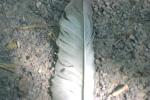<img150*0:stuff/z/169023/Feather%2520Reference/i1278615875_12.jpg>
