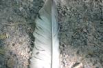 <img150*0:stuff/z/169023/Feather%2520Reference/i1278615875_8.jpg>