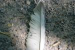 <img150*0:stuff/z/169023/Feather%2520Reference/i1278615876_17.jpg>