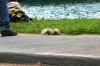 <img100*0:stuff/z/169023/Ferret/i1277151993_12.jpg>