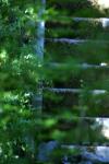 <img100*0:stuff/z/169023/Forest%2520Stairs/i1278950350_34.jpg>