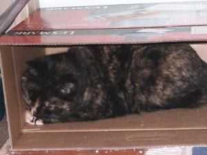 <img300*0:stuff/z/169023/Kitties%2521%2521%2521/i1248891001_1.jpg>