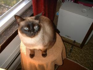 <img300*0:stuff/z/169023/Kitties%2521%2521%2521/i1248891001_4.jpg>