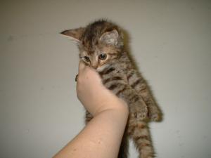 <img300*0:stuff/z/169023/Kitties%2521%2521%2521/i1248891001_5.jpg>