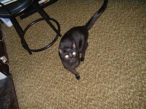 <img300*0:stuff/z/169023/Kitties%2521%2521%2521/i1248891001_6.jpg>