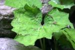 <img150*0:stuff/z/169023/Leaves/i1280423290_2.jpg>