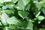 <img150*0:stuff/z/169023/Leaves/i1280423291_15.jpg>