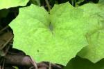 <img150*0:stuff/z/169023/Leaves/i1280423292_20.jpg>