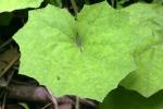 <img150*0:stuff/z/169023/Leaves/i1280423292_26.jpg>