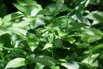 <img150*0:stuff/z/169023/Leaves/i1280423292_27.jpg>