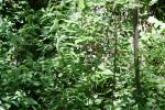 <img150*0:stuff/z/169023/Leaves/i1280423293_28.jpg>