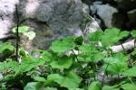 <img150*0:stuff/z/169023/Leaves/i1280423293_37.jpg>