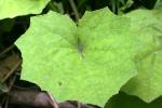 <img150*0:stuff/z/169023/Leaves/i1280423293_38.jpg>