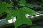 <img150*0:stuff/z/169023/More%2520Leaves.1/i1278632159_13.jpg>