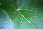 <img150*0:stuff/z/169023/More%2520Leaves.1/i1278632159_2.jpg>