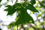 <img150*0:stuff/z/169023/More%2520Leaves.1/i1278632159_5.jpg>