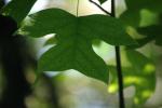 <img150*0:stuff/z/169023/More%2520Leaves.1/i1278632160_17.jpg>