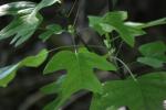 <img150*0:stuff/z/169023/More%2520Leaves.1/i1278632160_24.jpg>