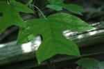 <img150*0:stuff/z/169023/More%2520Leaves.1/i1278632160_25.jpg>