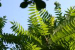 <img150*0:stuff/z/169023/More%2520Leaves.1/i1278632160_27.jpg>