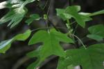 <img150*0:stuff/z/169023/More%2520Leaves.1/i1278632161_30.jpg>