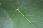 <img150*0:stuff/z/169023/More%2520Leaves.1/i1278632161_37.jpg>