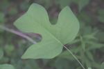 <img150*0:stuff/z/169023/More%2520Leaves.2/i1278632562_11.jpg>