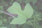 <img150*0:stuff/z/169023/More%2520Leaves.2/i1278632562_6.jpg>