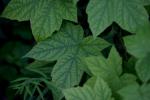 <img150*0:stuff/z/169023/More%2520Leaves.2/i1278632563_20.jpg>