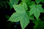 <img150*0:stuff/z/169023/More%2520Leaves.2/i1278632563_24.jpg>