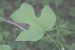 <img150*0:stuff/z/169023/More%2520Leaves.2/i1278632563_30.jpg>