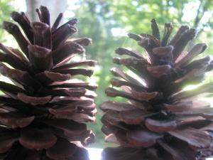 <img300*0:stuff/z/169023/Pine%2520Cones/i1245107103_3.jpg>