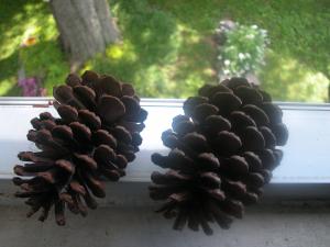 <img300*0:stuff/z/169023/Pine%2520Cones/i1245107103_4.jpg>