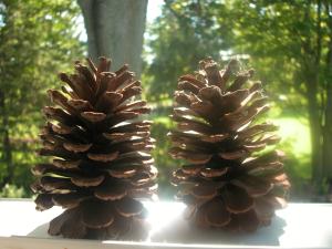 <img300*0:stuff/z/169023/Pine%2520Cones/i1245107104_11.jpg>