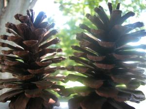 <img300*0:stuff/z/169023/Pine%2520Cones/i1245107104_12.jpg>