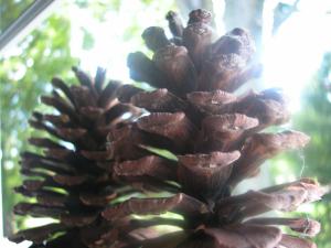 <img300*0:stuff/z/169023/Pine%2520Cones/i1245107104_14.jpg>