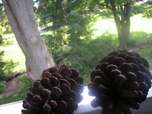 <img300*0:stuff/z/169023/Pine%2520Cones/i1245107104_17.jpg>