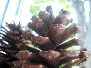 <img300*0:stuff/z/169023/Pine%2520Cones/i1245107104_6.jpg>