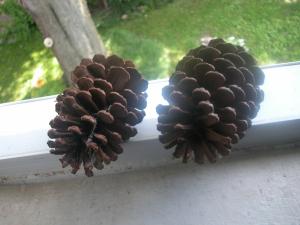 <img300*0:stuff/z/169023/Pine%2520Cones/i1245107104_7.jpg>