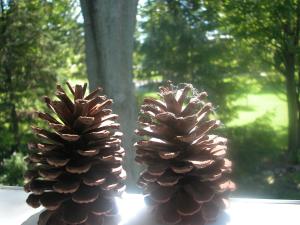 <img300*0:stuff/z/169023/Pine%2520Cones/i1245107104_8.jpg>